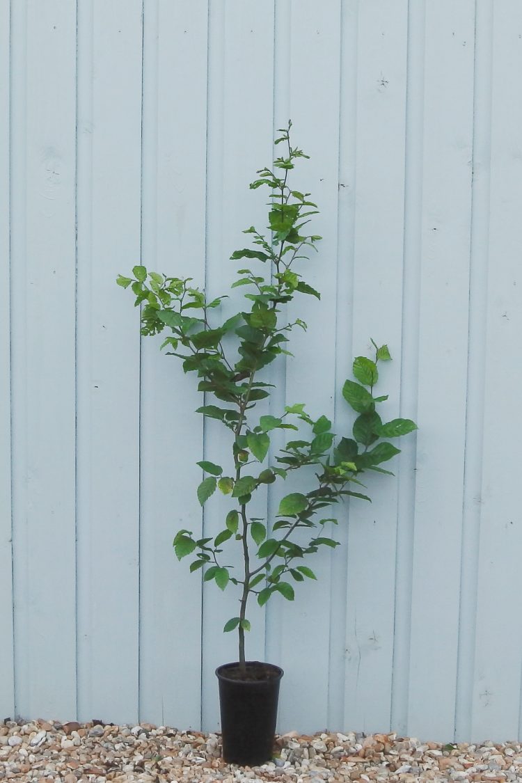 CARPINUS BETULUS - Pistoia Verde