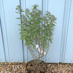 CARYOPTERIS CLANDONENSIS - Pistoia Verde