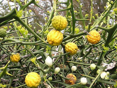 CITRUS TRIPTERA 3 - Pistoia Verde