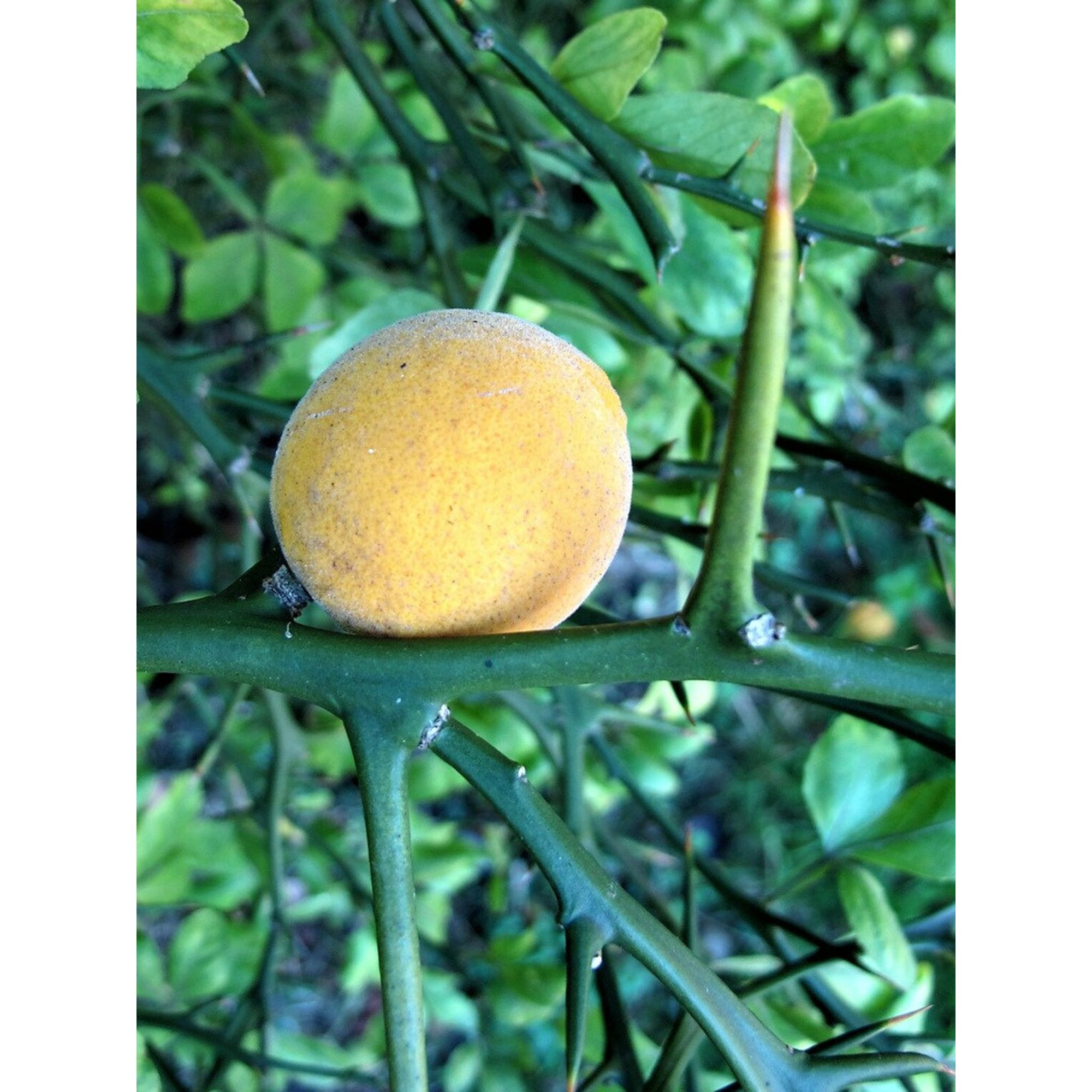 CITRUS TRIPTERA - Pistoia Verde