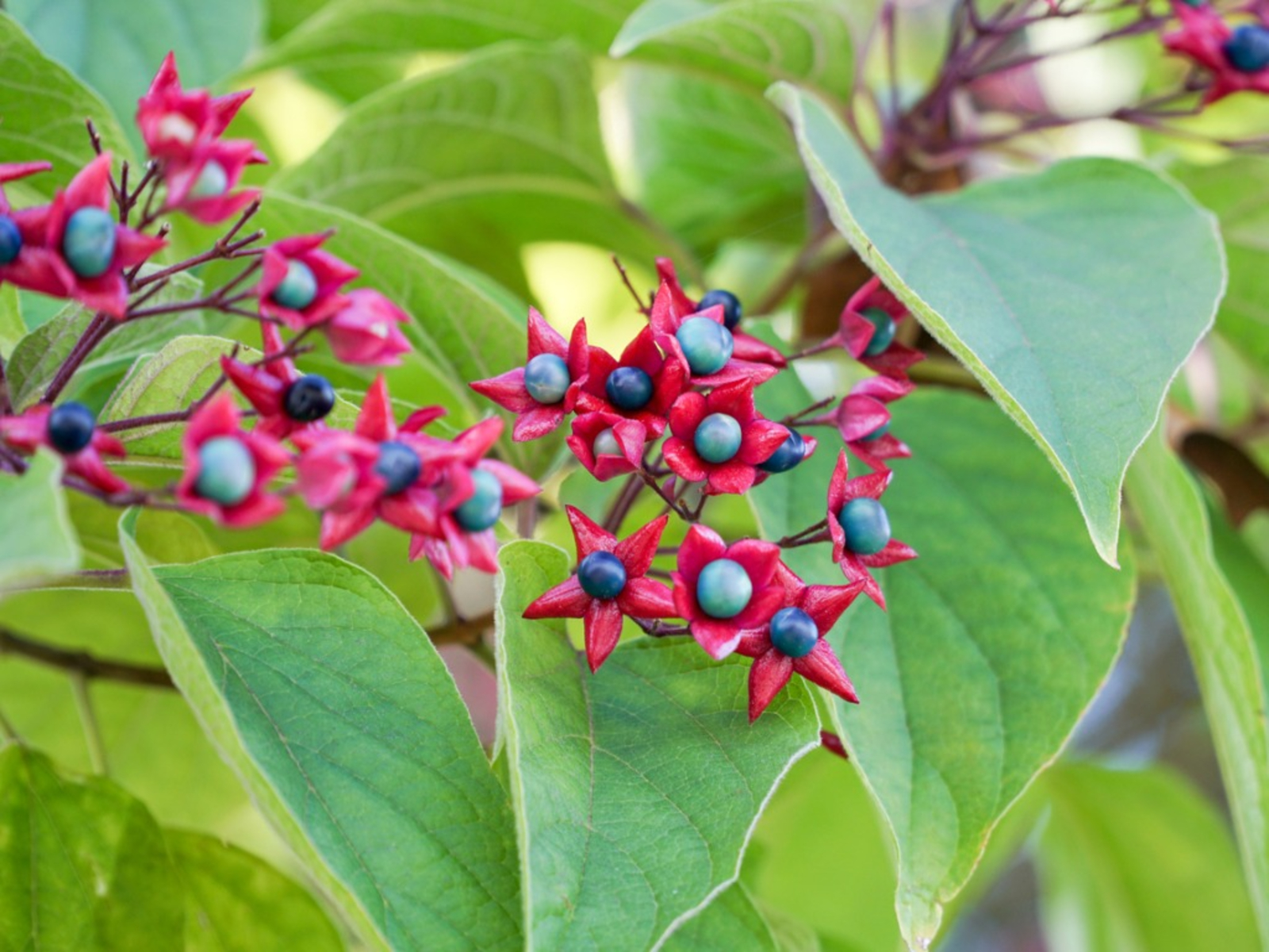 CLERODENDRO - Pistoia Verde
