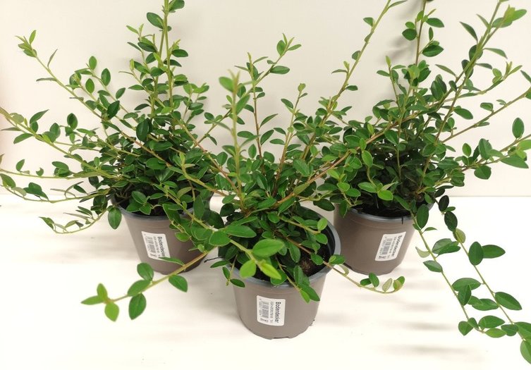 COTONEASTER CORAL BEAUTY - Pistoia Verde