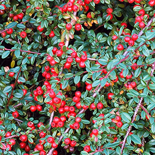 COTONEASTER RADICANS 2 - Pistoia Verde
