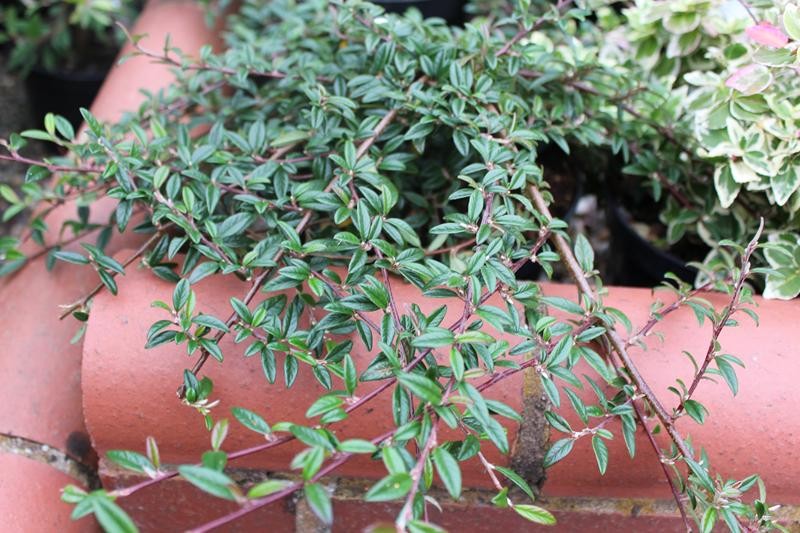 COTONEASTER SALICIFOLIA REPENS - Pistoia Verde