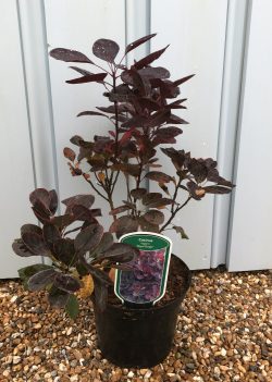 COTYNUS ROYAL PURPLE - Pistoia Verde