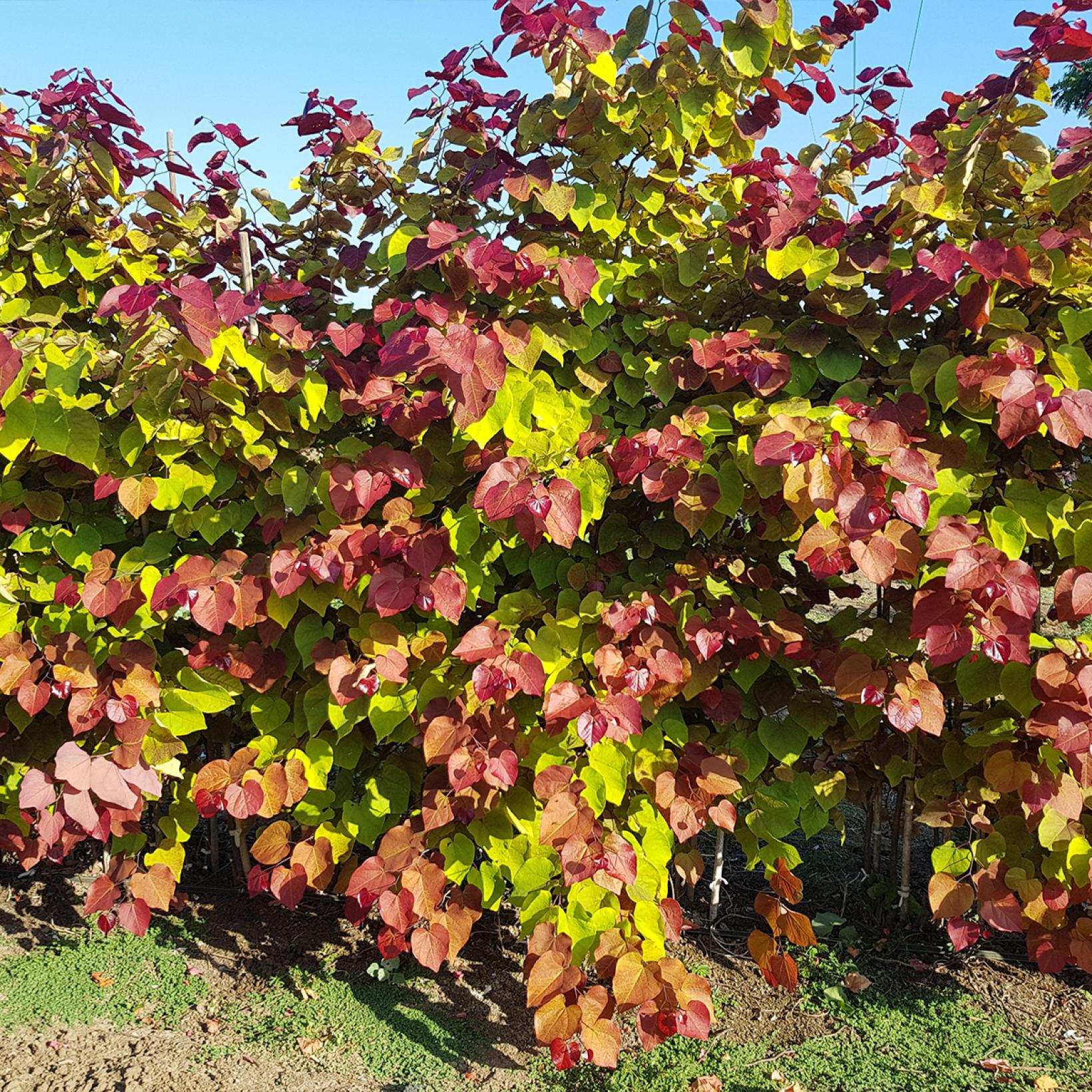 Cercis-canadensis-Eternal-Flame-Gainier-du-Canada-copyright-16575-2 - Pistoia Verde
