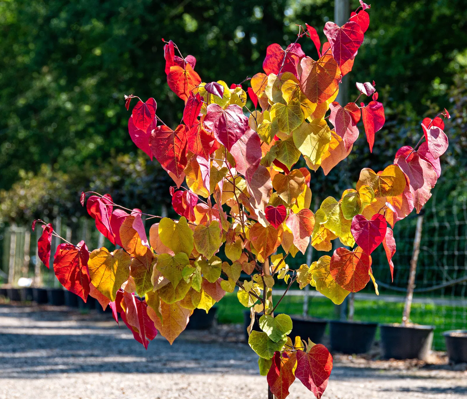 Cercis-canadensis-Eternal-Flame-TG-01-219664_origin_img - Pistoia Verde