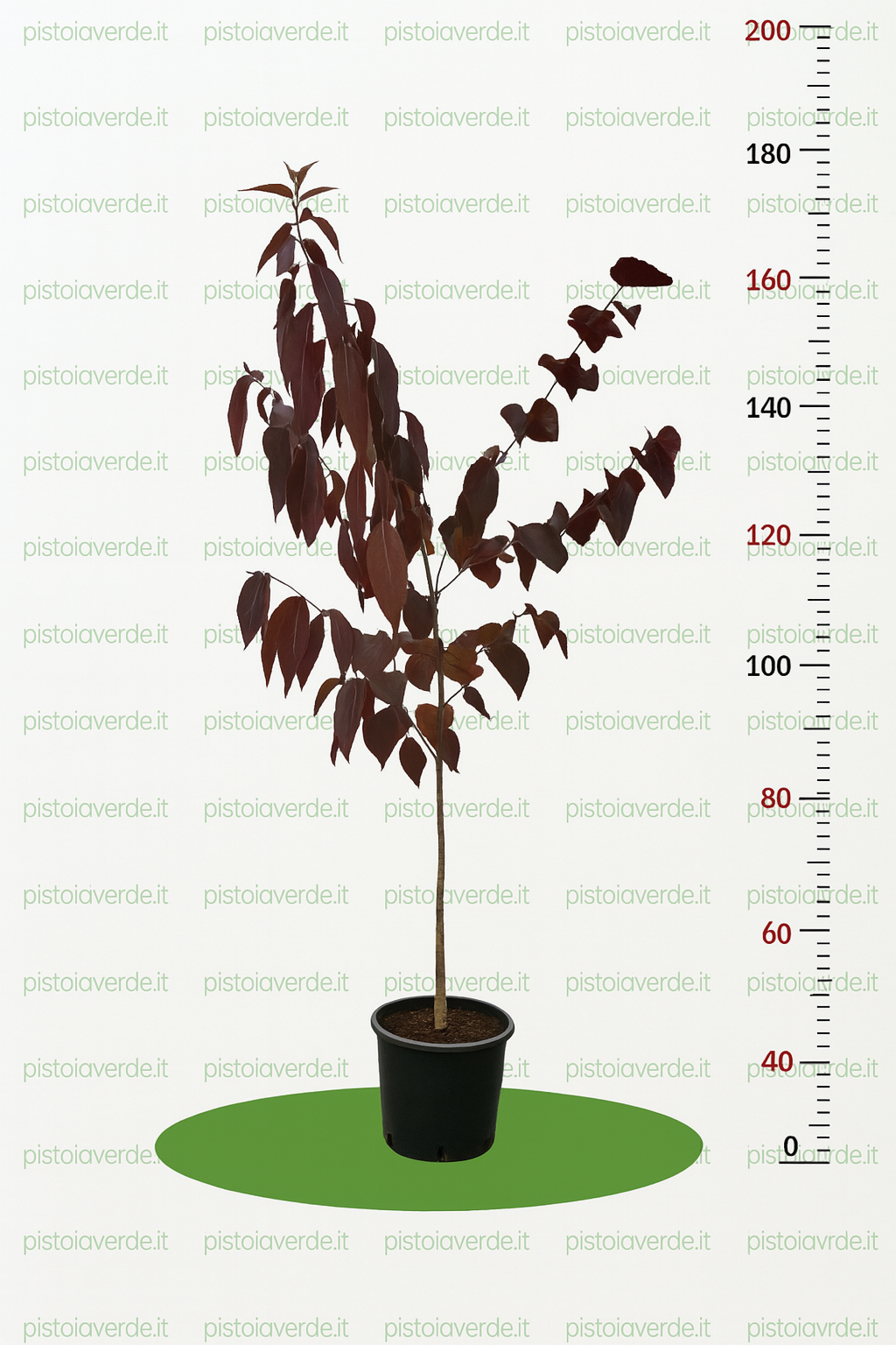 Cercis canadensis Red Force - Pistoia Verde