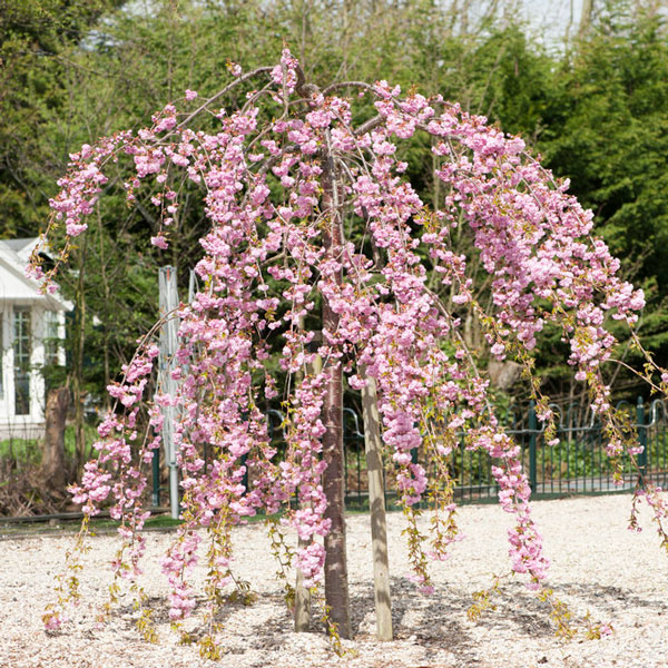 Cheal's Weeping + f. (½ fusto) h. 100 cm.→ 2 - Pistoia Verde