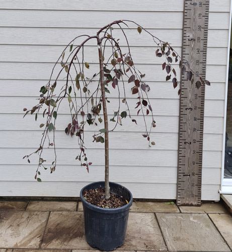 Cheal's Weeping + f. (½ fusto) h. 100 cm.→ - Pistoia Verde