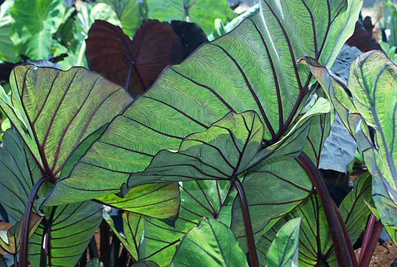 Colocasia-Blue-Hawaii-004Optimized - Pistoia Verde