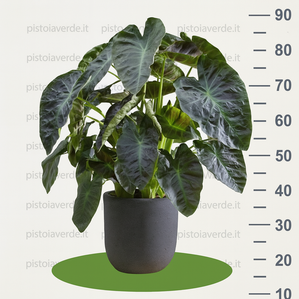 Colocasia esculenta Royal Hawaiian ® Aloha - Pistoia Verde