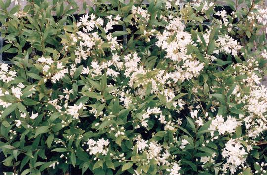 DEUTZIA CRENATA NIKKO - Pistoia Verde