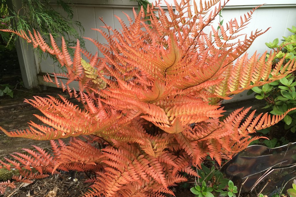 Dryopteris erytrosora Brilliance - Pistoia Verde