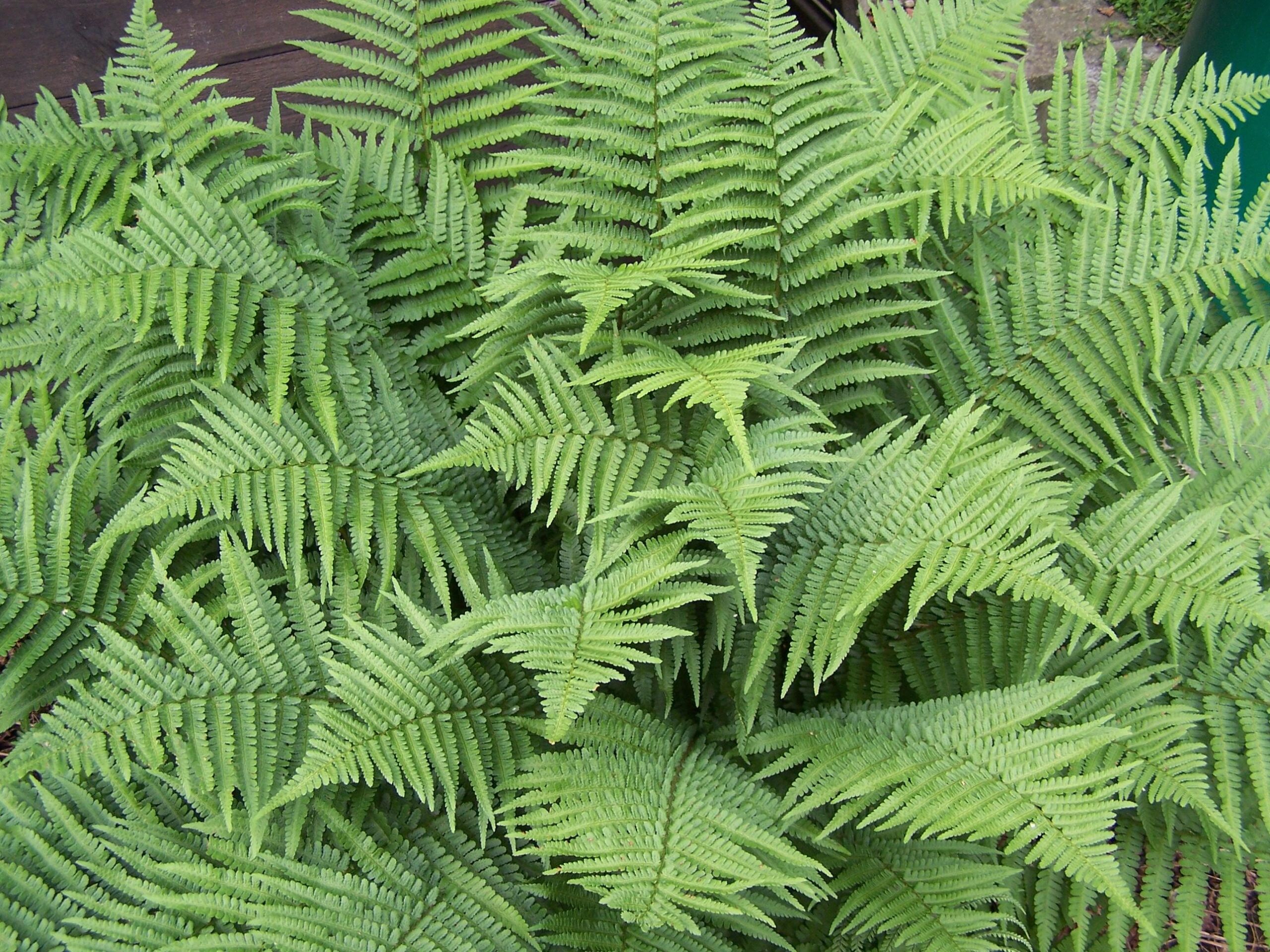 Dryopteris filix-mas - Pistoia Verde