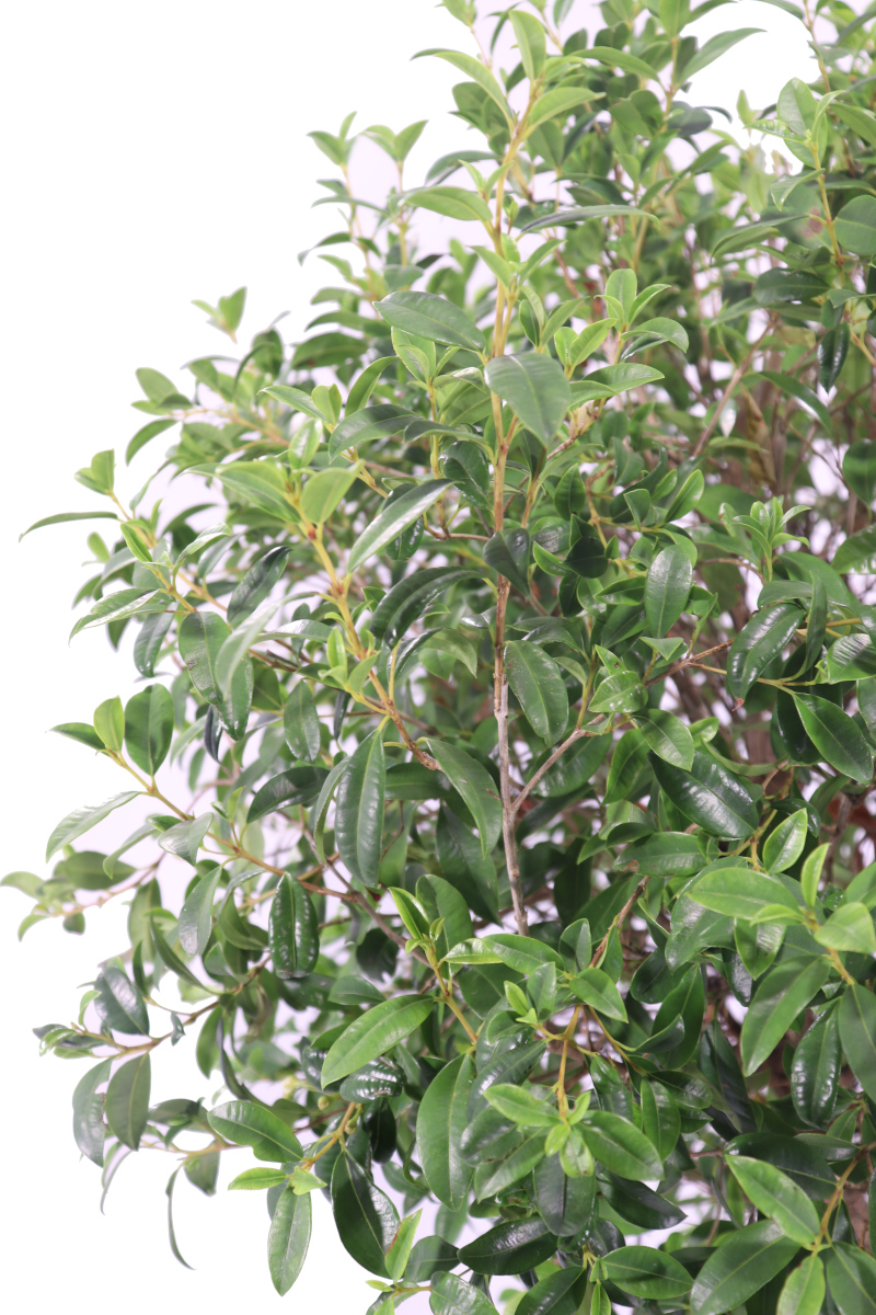 EUGENIA MYRTIFOLIA - Pistoia Verde