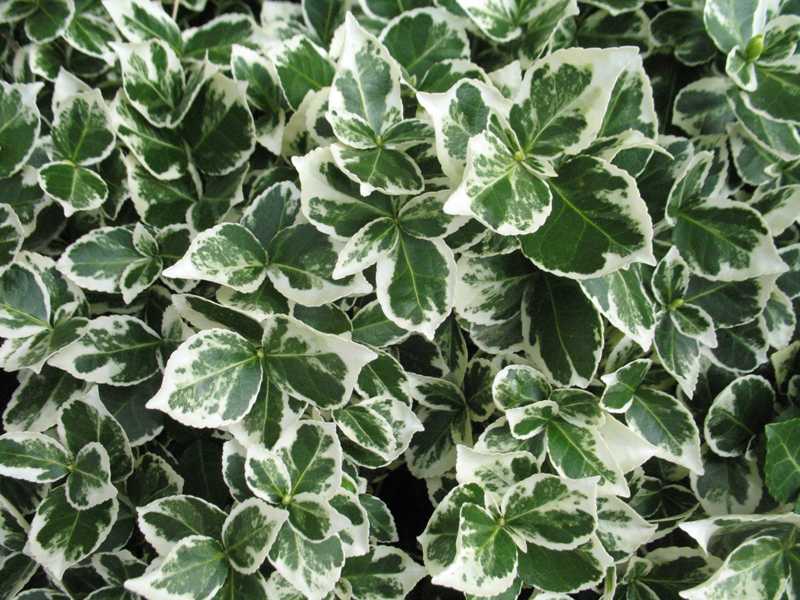 EUONYMUS EMERALD GAIETY - Pistoia Verde