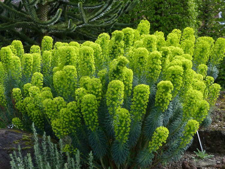 EUPHORBIA 2 - Pistoia Verde