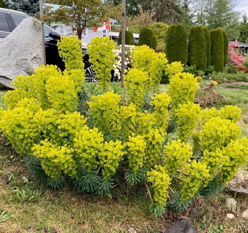 EUPHORBIA - Pistoia Verde