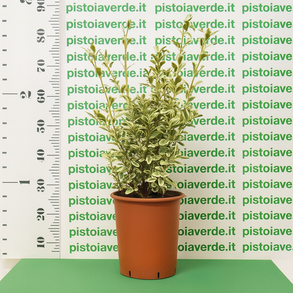 Euonymus japonicus Bravo vaso 22 - Pistoia Verde