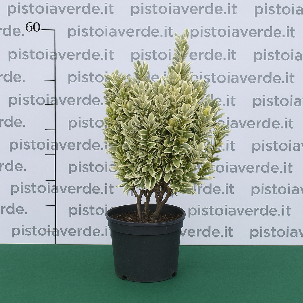Euonymus japonicus Paloma Blanca - Pistoia Verde