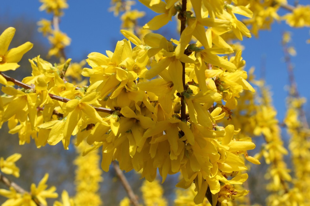FORSYTHIA SPECTABILIS - Pistoia Verde
