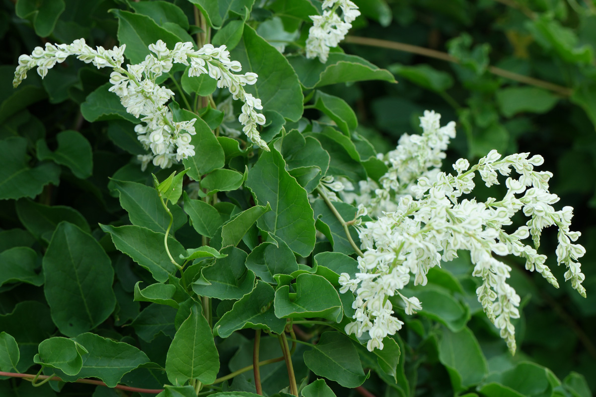 Fallopia-baldschuanica - Pistoia Verde