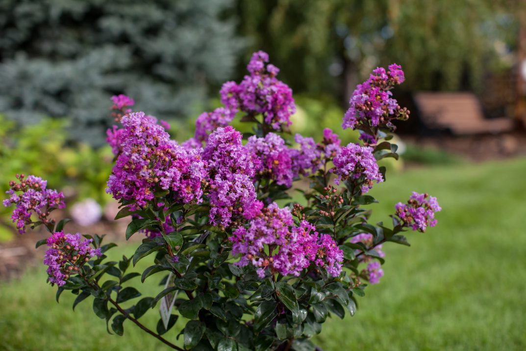 First Edition ® Purple Magic - Pistoia Verde