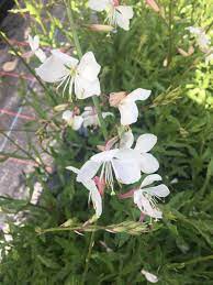 GAURA BIANCA - Pistoia Verde