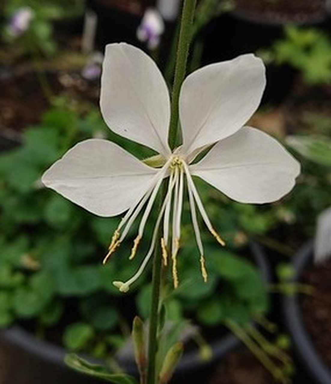 GAURA BIANCHISSIM - Pistoia Verde