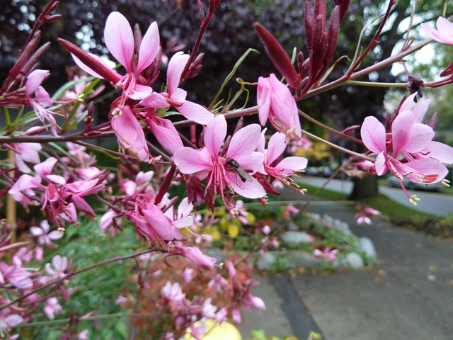 GAURA FUCSIA - Pistoia Verde