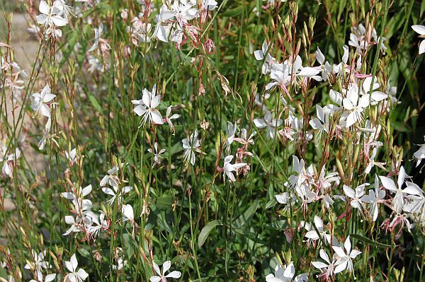 GAURA ROSA 2 - Pistoia Verde