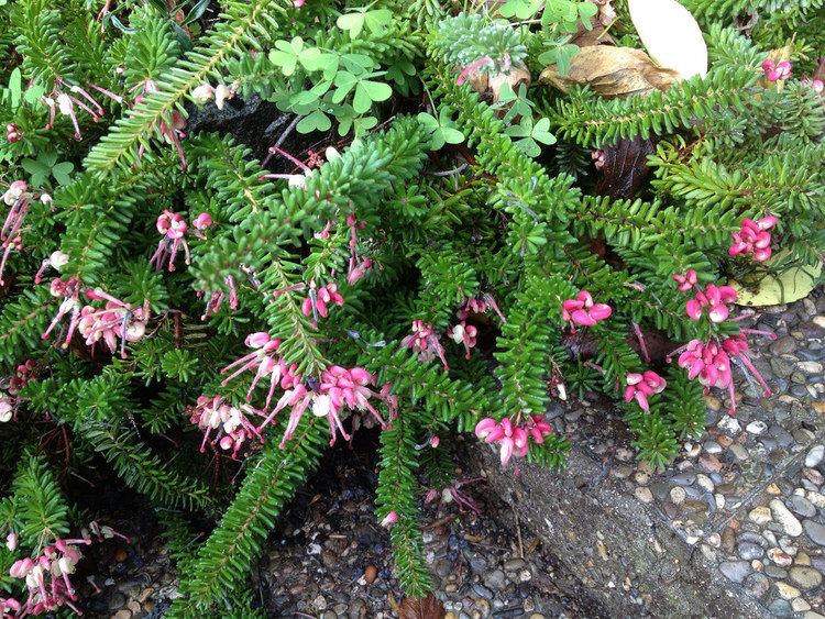 GREVILLEA MONUT TAMBORITHA - Pistoia Verde