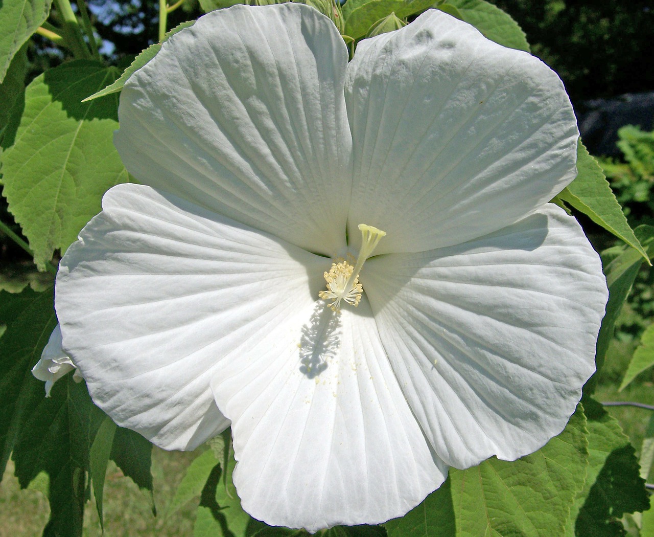 Garteneibisch-Totus-Albus-Hibiscus-syriacus-1-18549 - Pistoia Verde