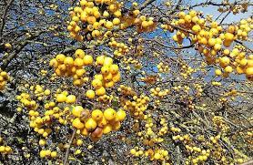 Golden Hornet + f. - Pistoia Verde