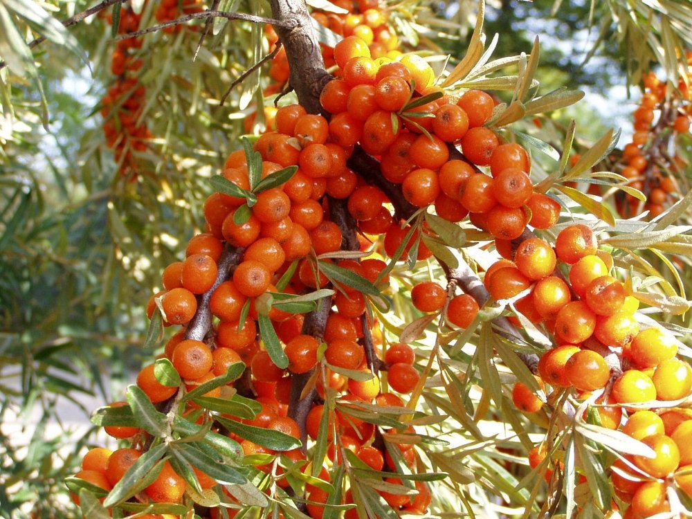 HIPPOPHAE RHAMNOIDES - Pistoia Verde