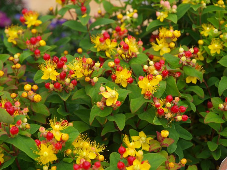 HYPERICUM ATTRACTION - Pistoia Verde