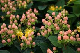 HYPERICUM MAGICAL BEAUTY - Pistoia Verde