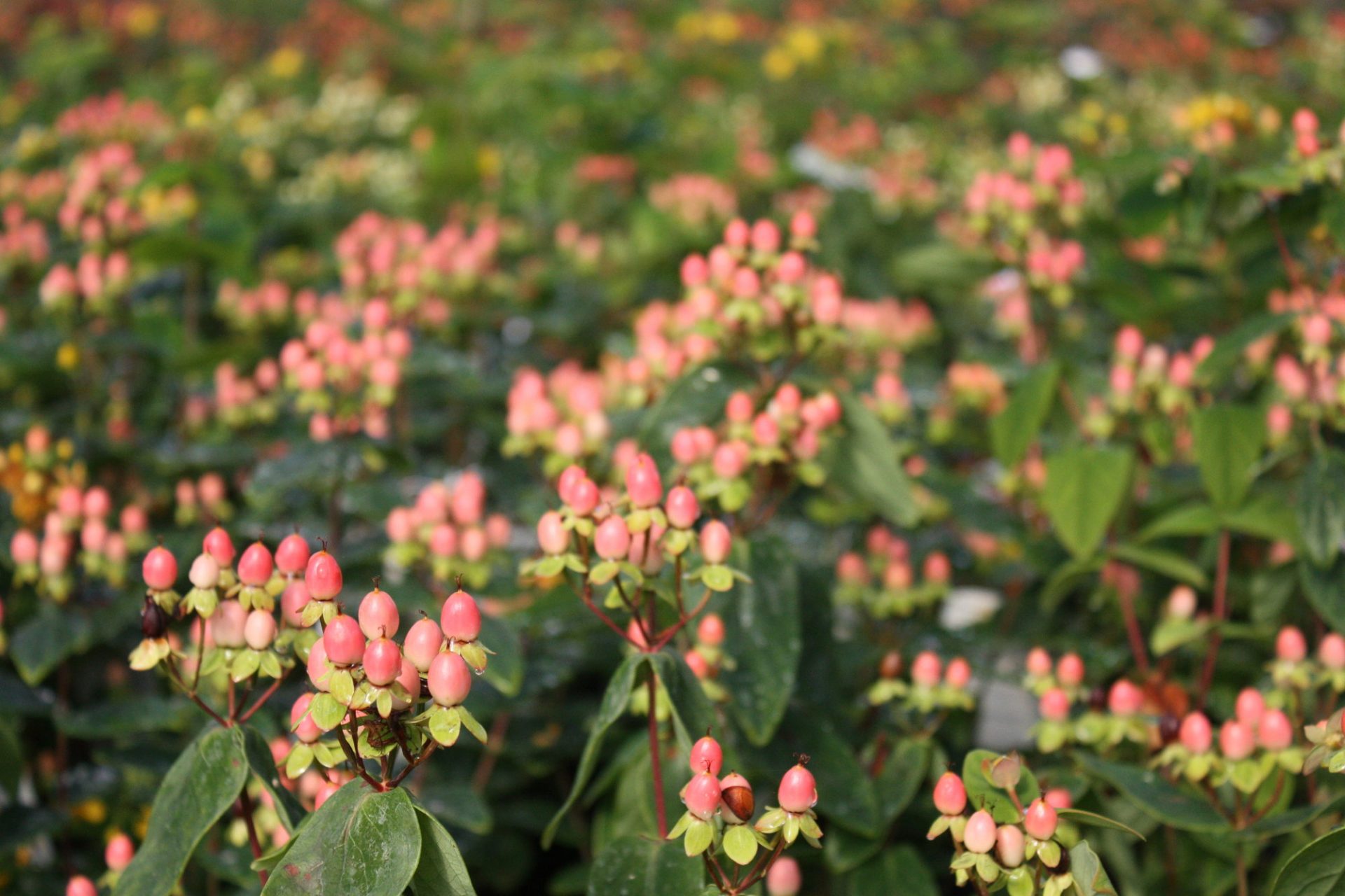 HYPERICUM MAGICAL BEAUTY 2 - Pistoia Verde
