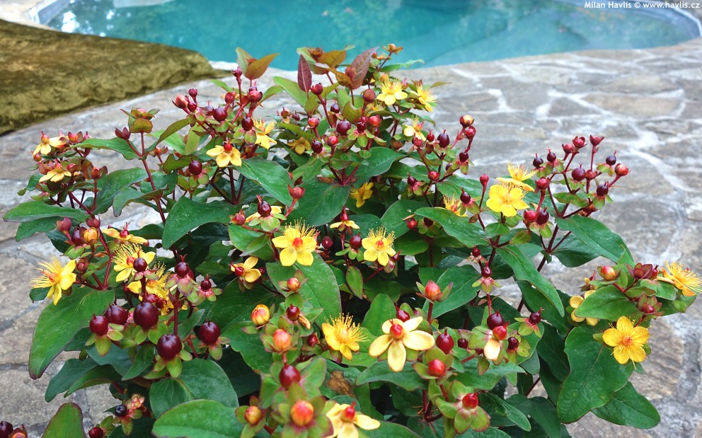 HYPERICUM MAGICAL UNIVERSE - Pistoia Verde