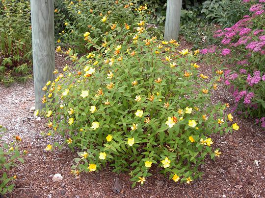 HYPERICUM MOSERIANUM 2 - Pistoia Verde