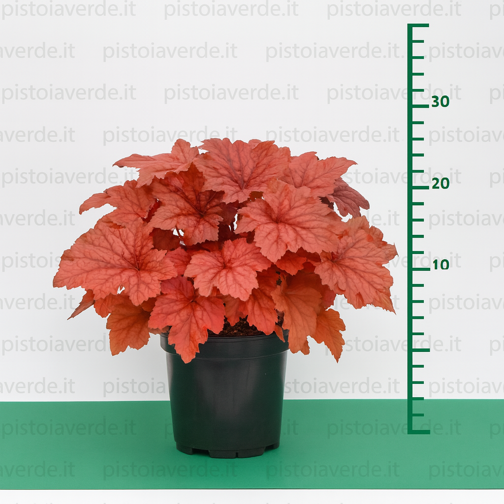 Heuchera x Bloody Dinosaur® - Pistoia Verde