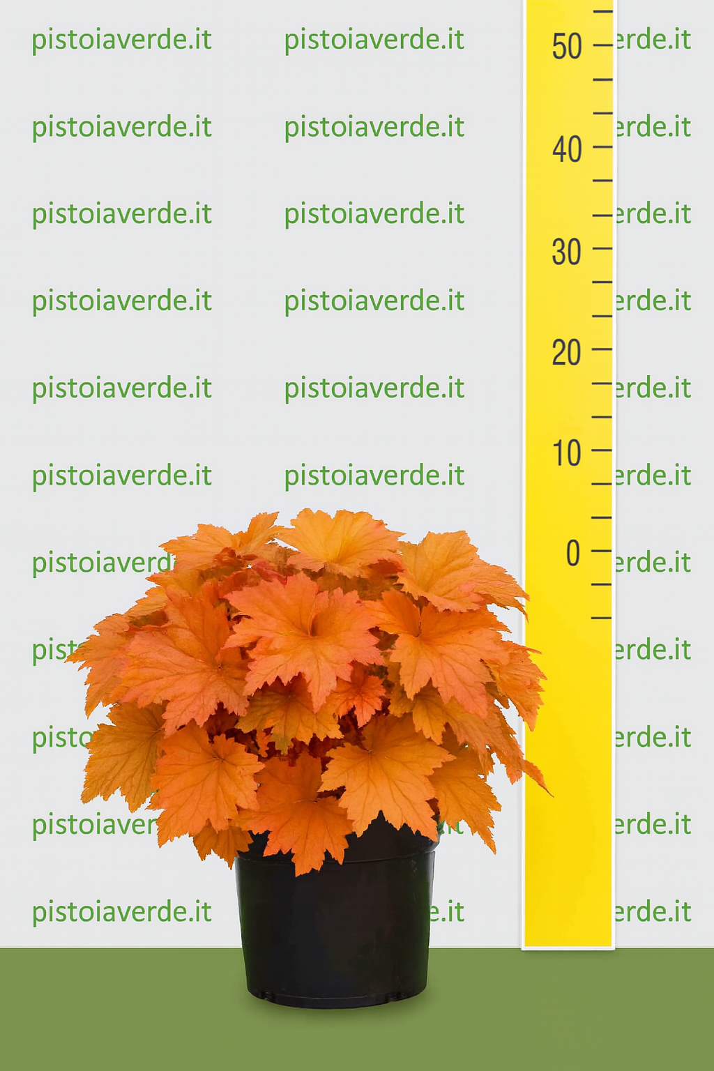 Heuchera x Copper Dinosaur® vaso 22 - Pistoia Verde