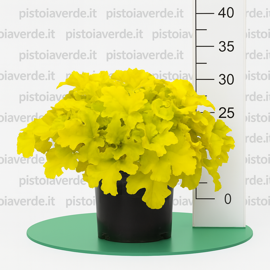 Heuchera x Lemon Dinosaur - Pistoia Verde