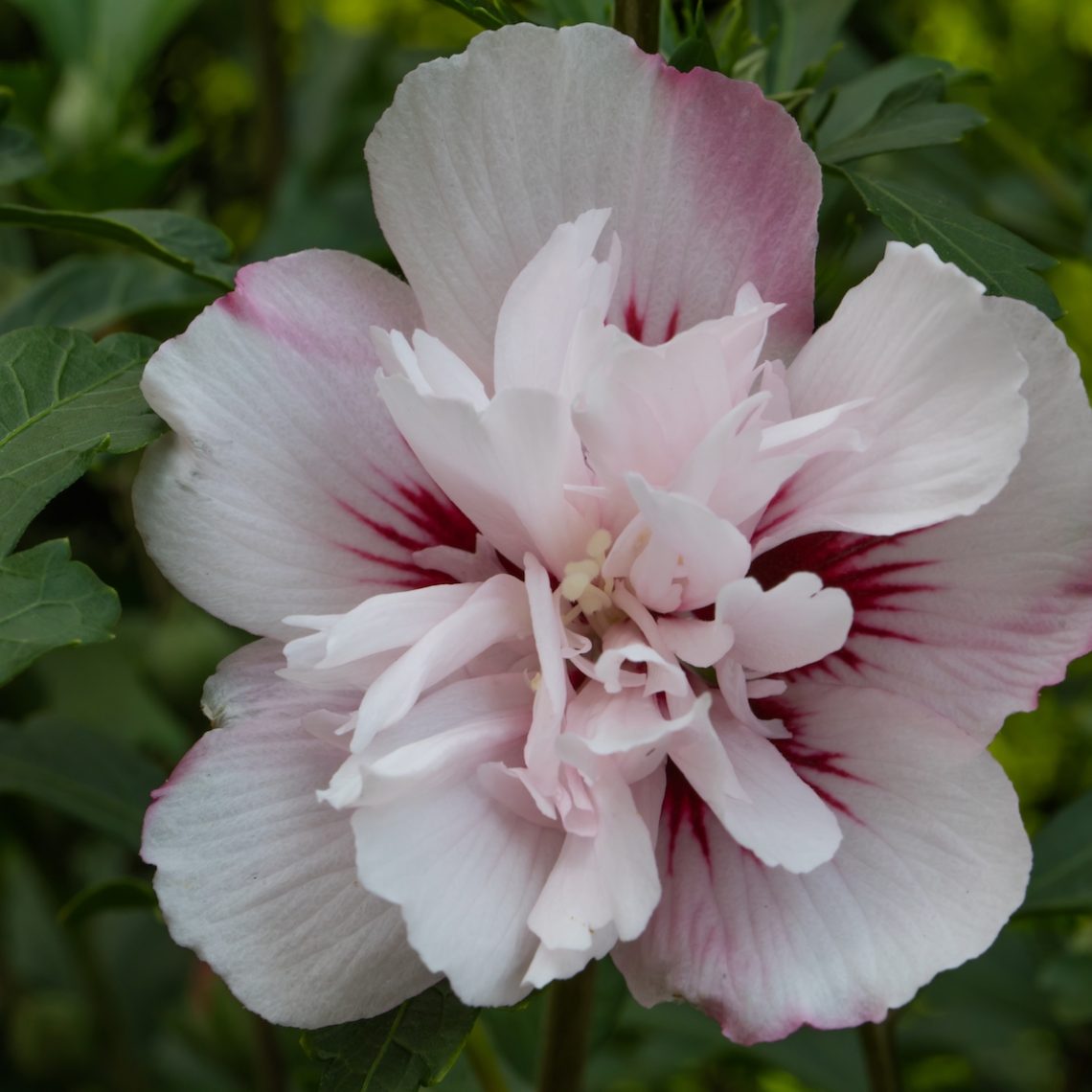 Hibiscus-Lady-Stanley-web - Pistoia Verde
