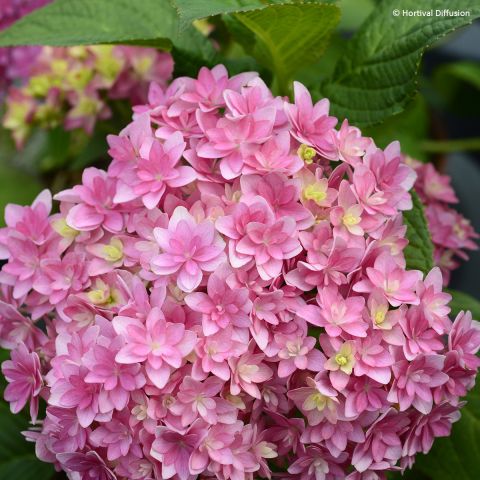 Hortensia-Hydrangea-macrophylla-Stellar-IF-21676-1 - Pistoia Verde