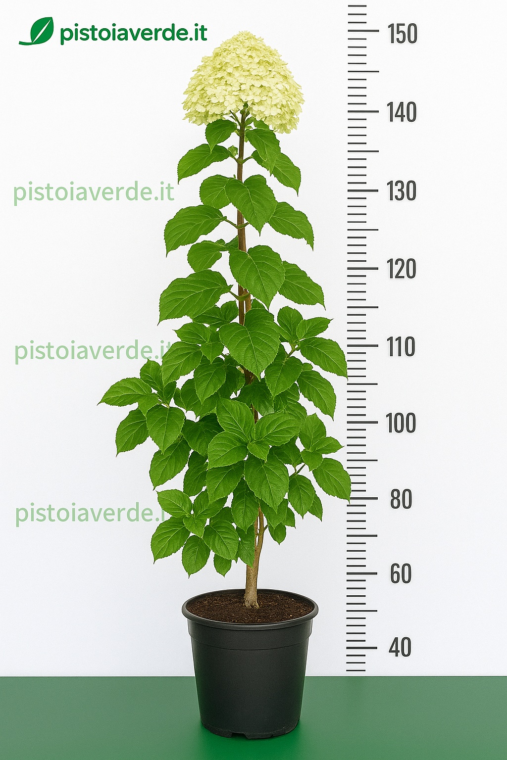 Hydrangea_petiolaris_150cm - Pistoia Verde