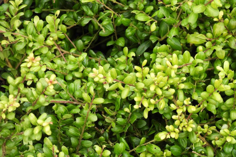 ILEX CRENATA - Pistoia Verde