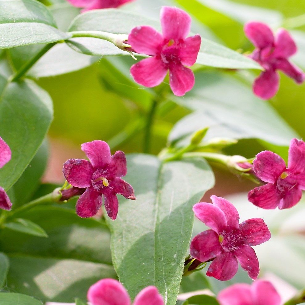 Jasminum-beesianum1 - Pistoia Verde