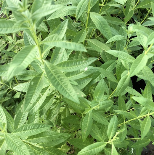 Lippia-citriodora-Erba-Limoncina-o-Erba-Luigia-Cedrina-Vaso-12-14cm - Pistoia Verde